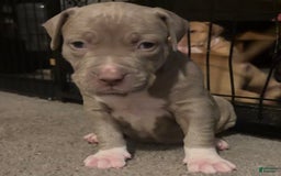 American Bully dogs for sale: Bella - Image 4