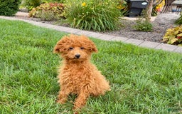 Maltipoo dogs for sale: Gary - Image 7