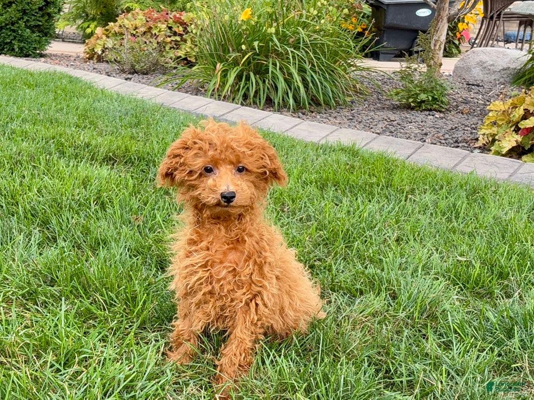 Maltipoo dogs for sale: Gary - Image 7