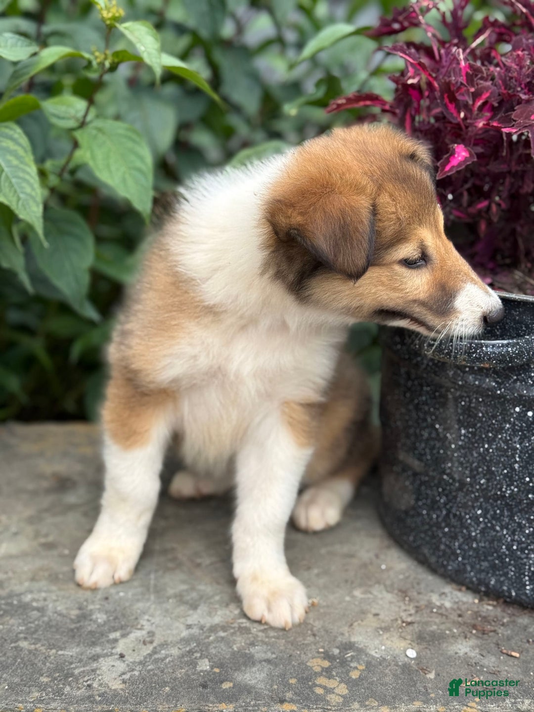 Collie dogs for sale: Aster - Image 8