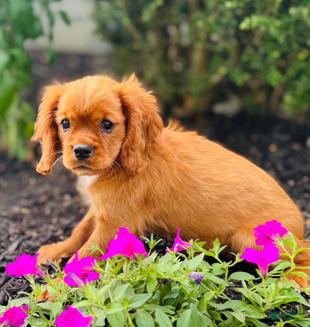 Cavalier King Charles Spaniel dogs for sale: Daisy - Image 7