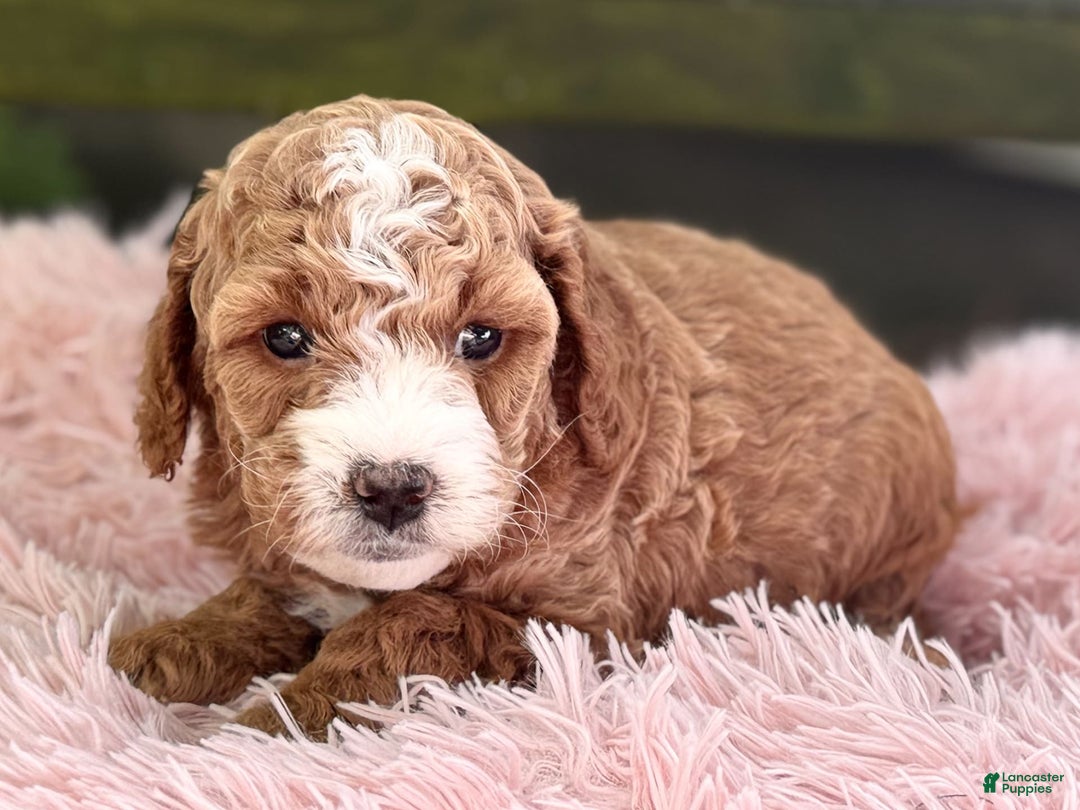 Cavapoo dogs for sale: Braxton - Image 10