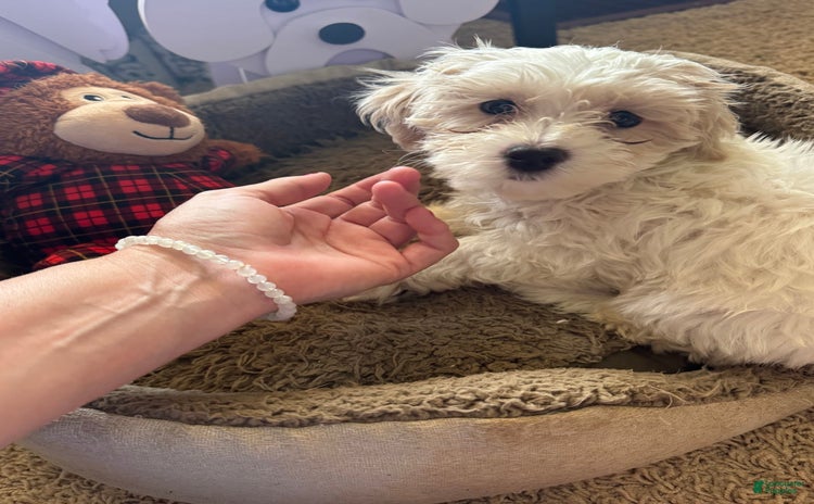 Havapoo dogs for sale - Ad 2