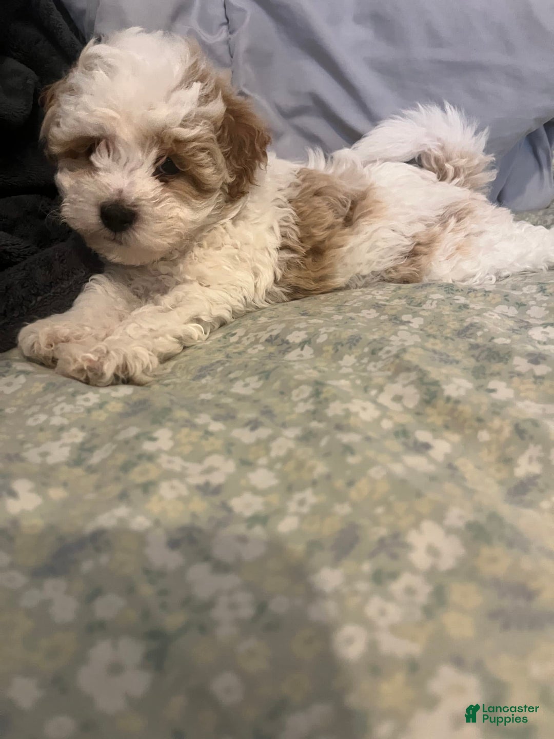 Miniature Poodle dogs for sale: Sonic - Image 2