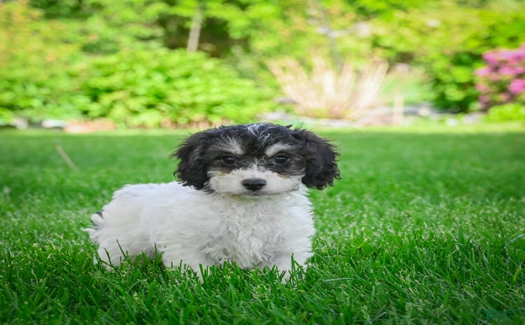 Bichpoo dogs for sale - Ad 1