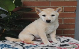 Shiba Inu dogs for sale: Frisky - Image 4
