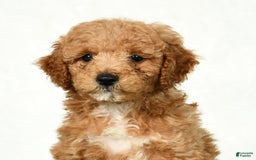 Mini Goldendoodle dogs for sale: Dallas - Image 9