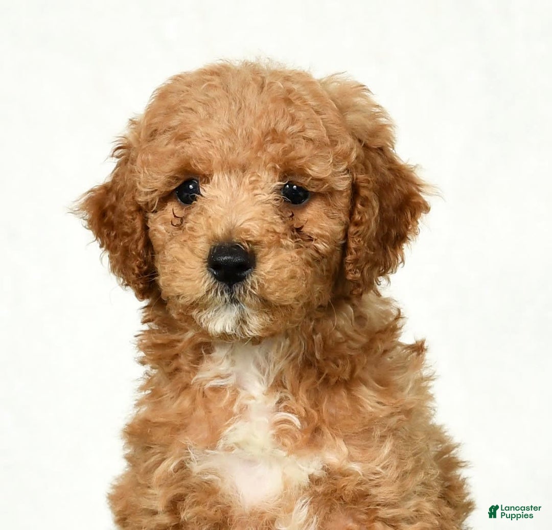 Mini Goldendoodle dogs for sale: Dallas - Image 9
