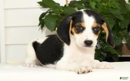 Beagle dogs for sale: Parker - Image 8