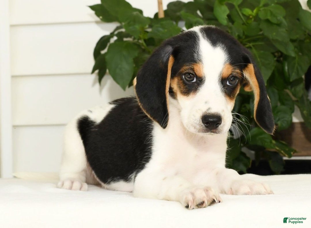 Beagle dogs for sale: Parker - Image 8