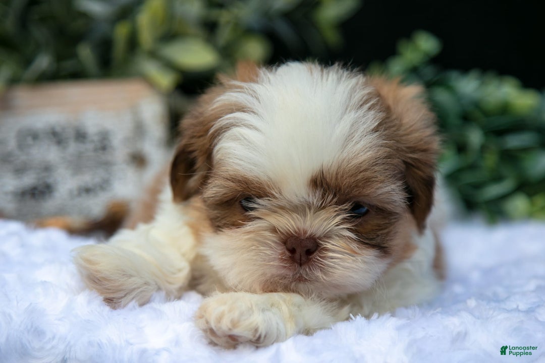 Shih Tzu dogs for sale: Colby - Image 1