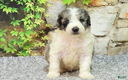 Mini Goldendoodle dogs for sale: Oreo F1b - Image 8