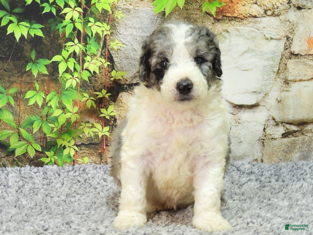 Mini Goldendoodle dogs for sale: Oreo F1b - Image 8