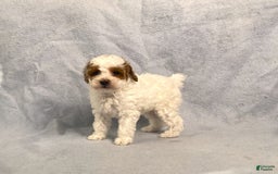 Miniature Poodle dogs for sale: Lily - Image 12