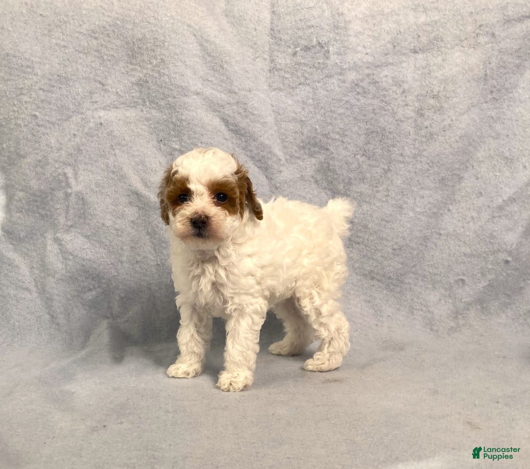 Miniature Poodle dogs for sale: Lily - Image 12