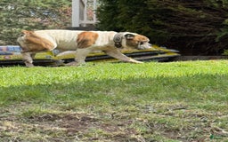 American Bulldog dogs for sale: Sonny - Image 8