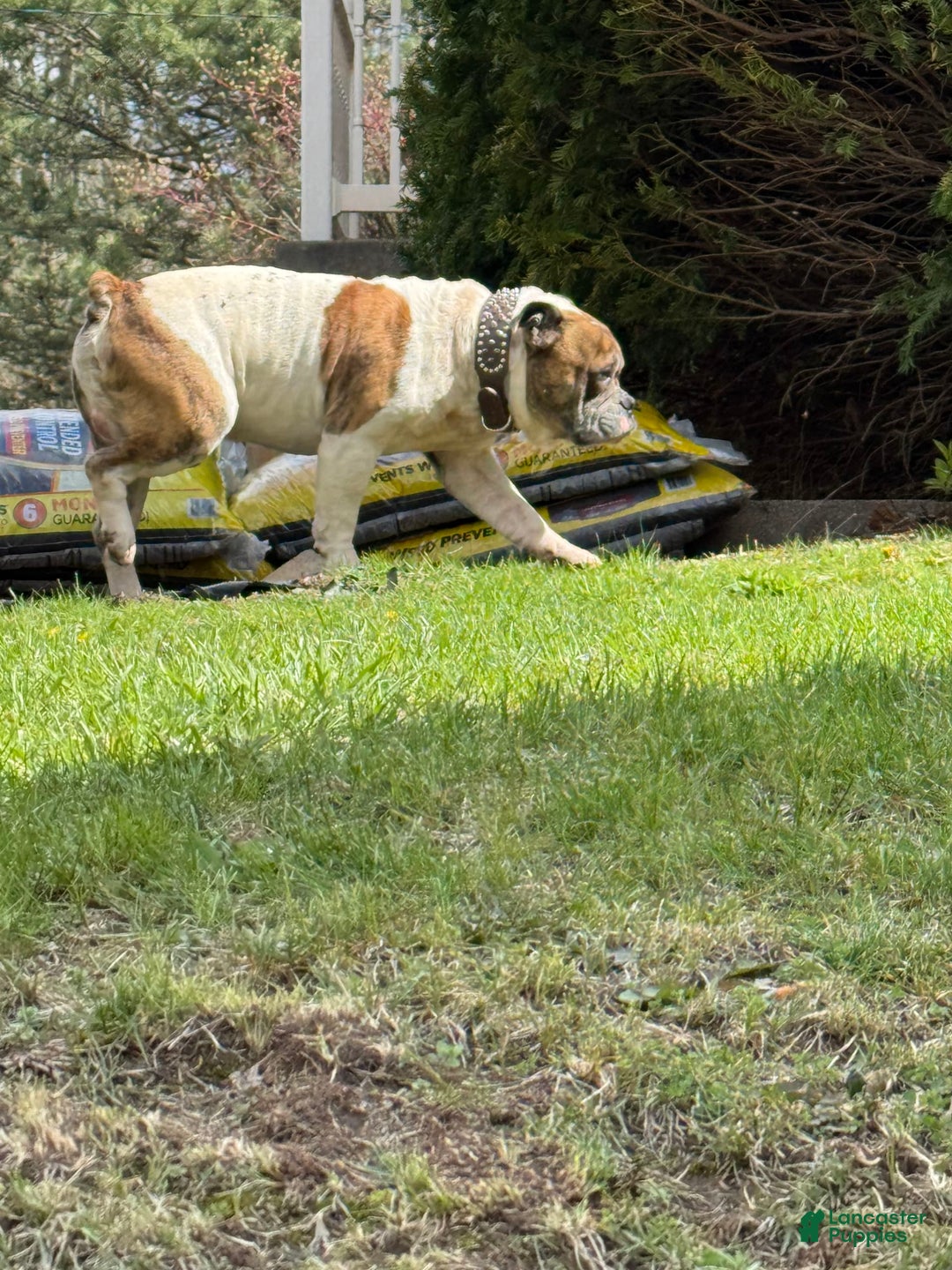 American Bulldog dogs for sale: Sonny - Image 8