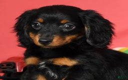 Miniature Dachshund dogs for sale: Miniature Dachshund 2 puppies - Image 18