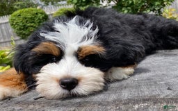Mini Bernedoodle dogs for sale: 🧡 Boston Ma 🧡 Mini Bernedoodle - Image 3