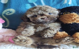Maltipoo dogs for sale: Chocolate Peanut - Image 15