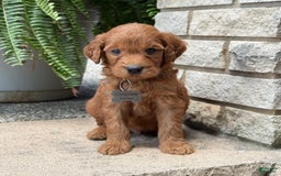 Goldendoodle dogs for sale: Rocky - Image 4