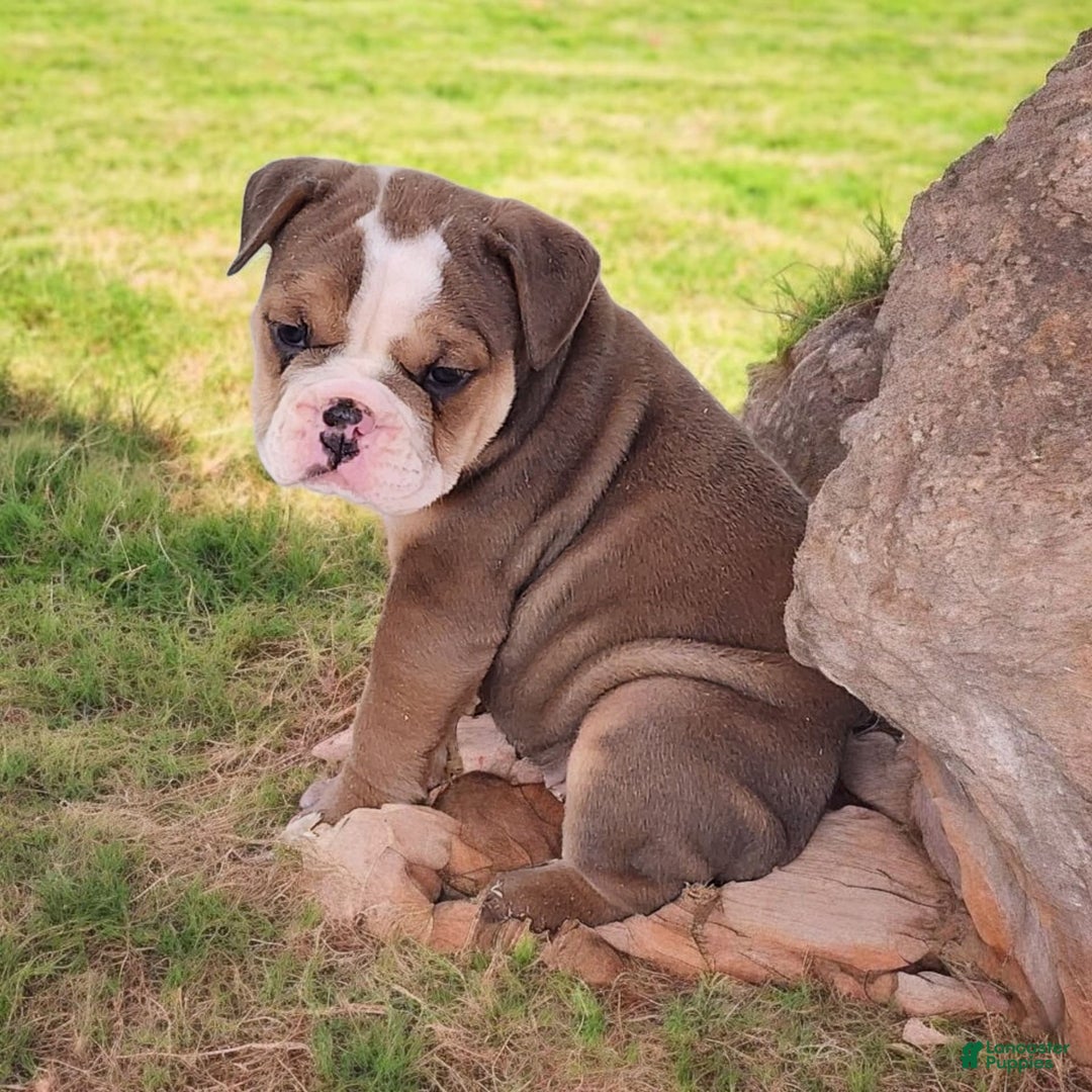 English Bulldog dogs for sale: Crushed Velvet - Image 9