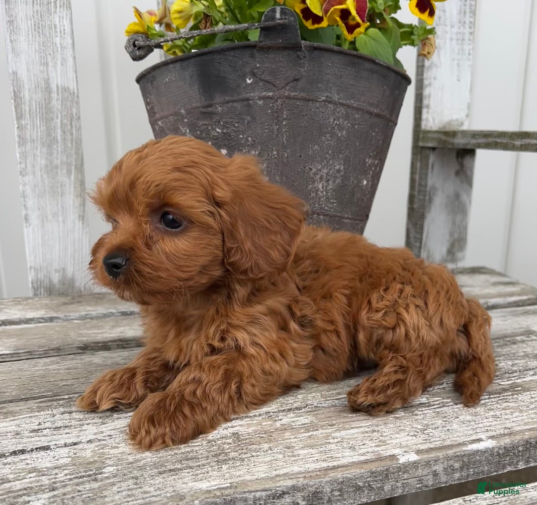 Cavapoo dogs for sale: Peyton - Image 3