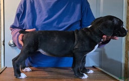Staffordshire Bull Terrier dogs for sale: Hawks Diamond - Image 1
