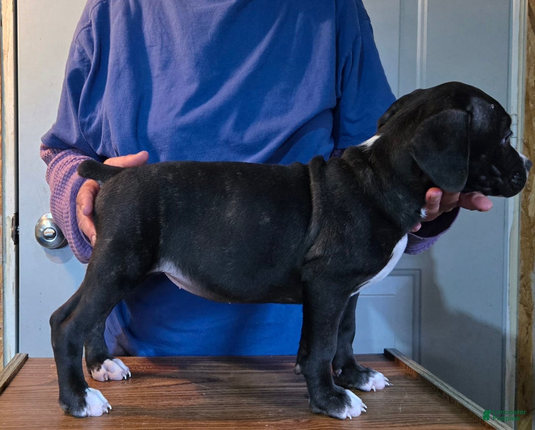 Staffordshire Bull Terrier dogs for sale: Hawks Diamond - Image 1