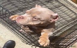 American Bully dogs for sale: Lance - Image 7