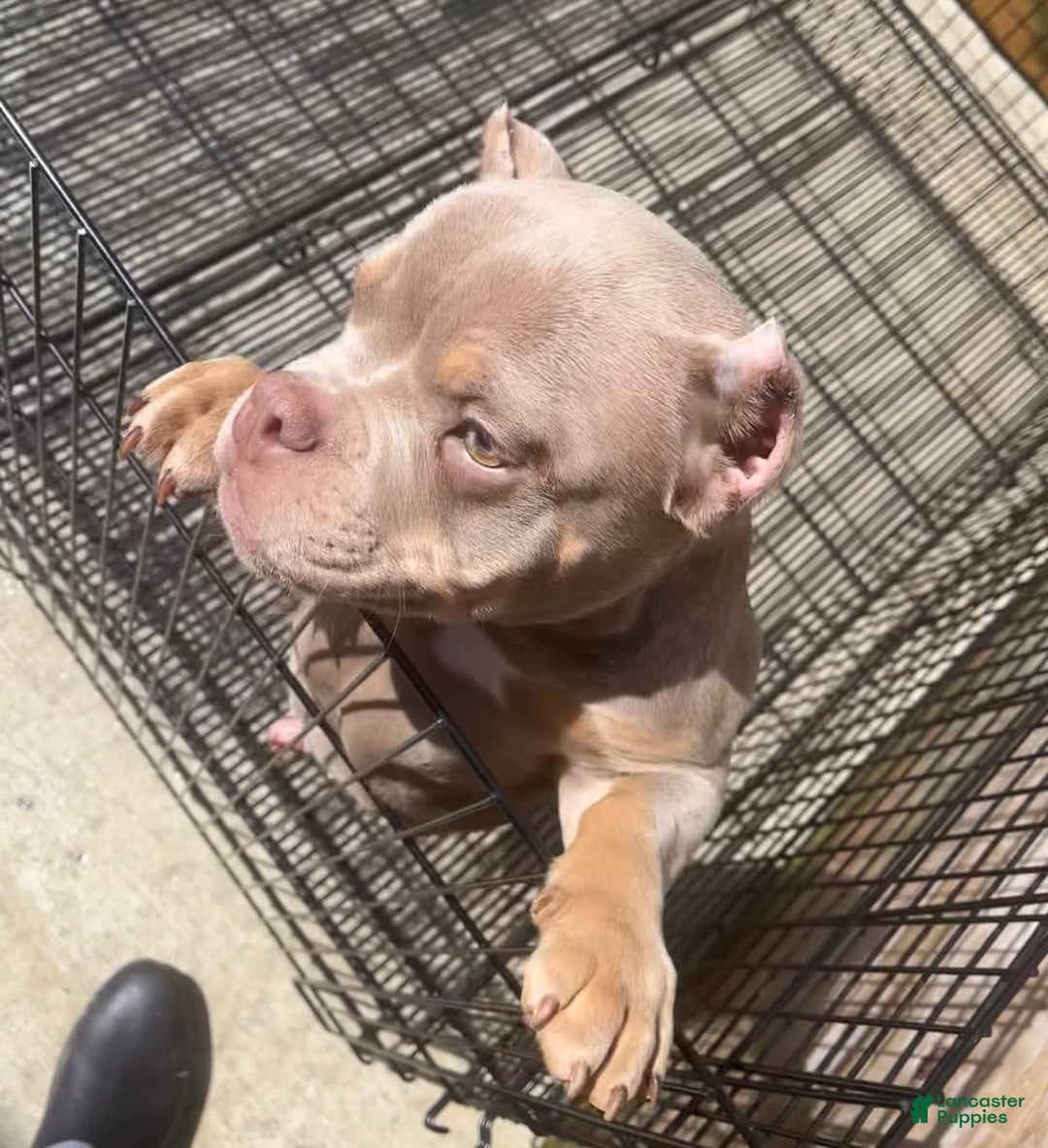 American Bully dogs for sale: Lance - Image 7