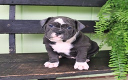 Olde English Bulldogge dogs for sale: Ravin - Image 4