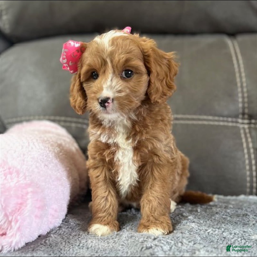 Mini Goldendoodle dogs for sale: Moxy - Image 4