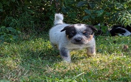 Australian Cattle Dog dogs for sale: Ricky - Image 5