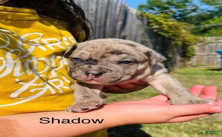 American Bully dogs for sale - Ad 1