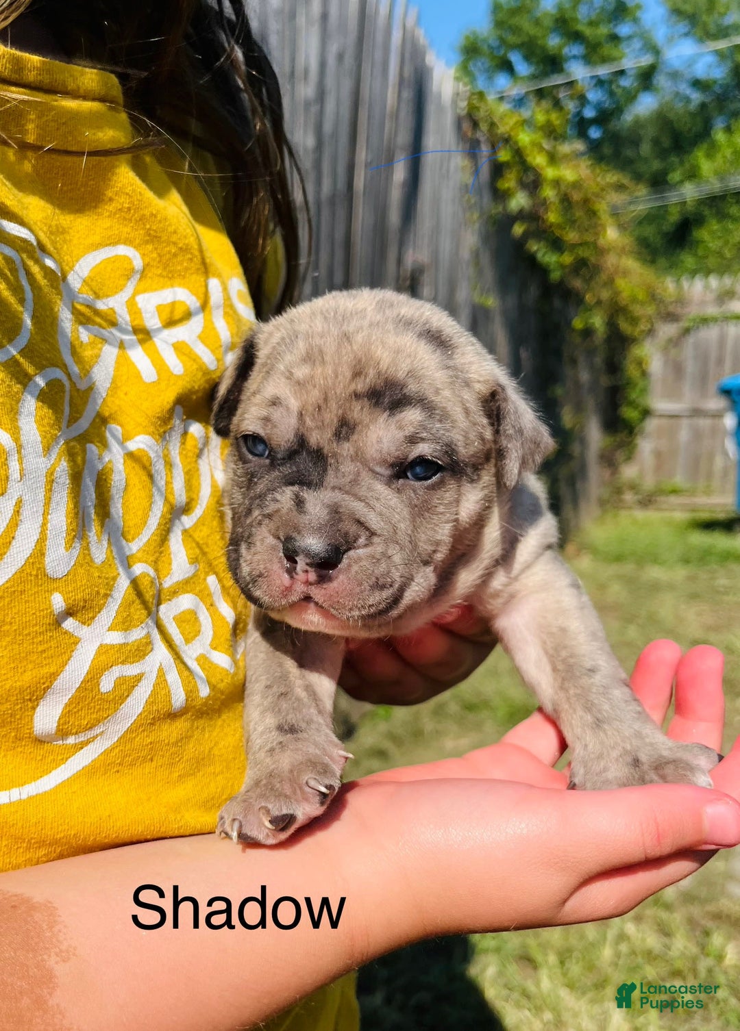 American Bully dogs for sale: Shadow - Image 1