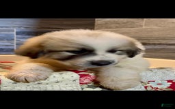 Great Pyrenees dogs for sale: White - Image 6