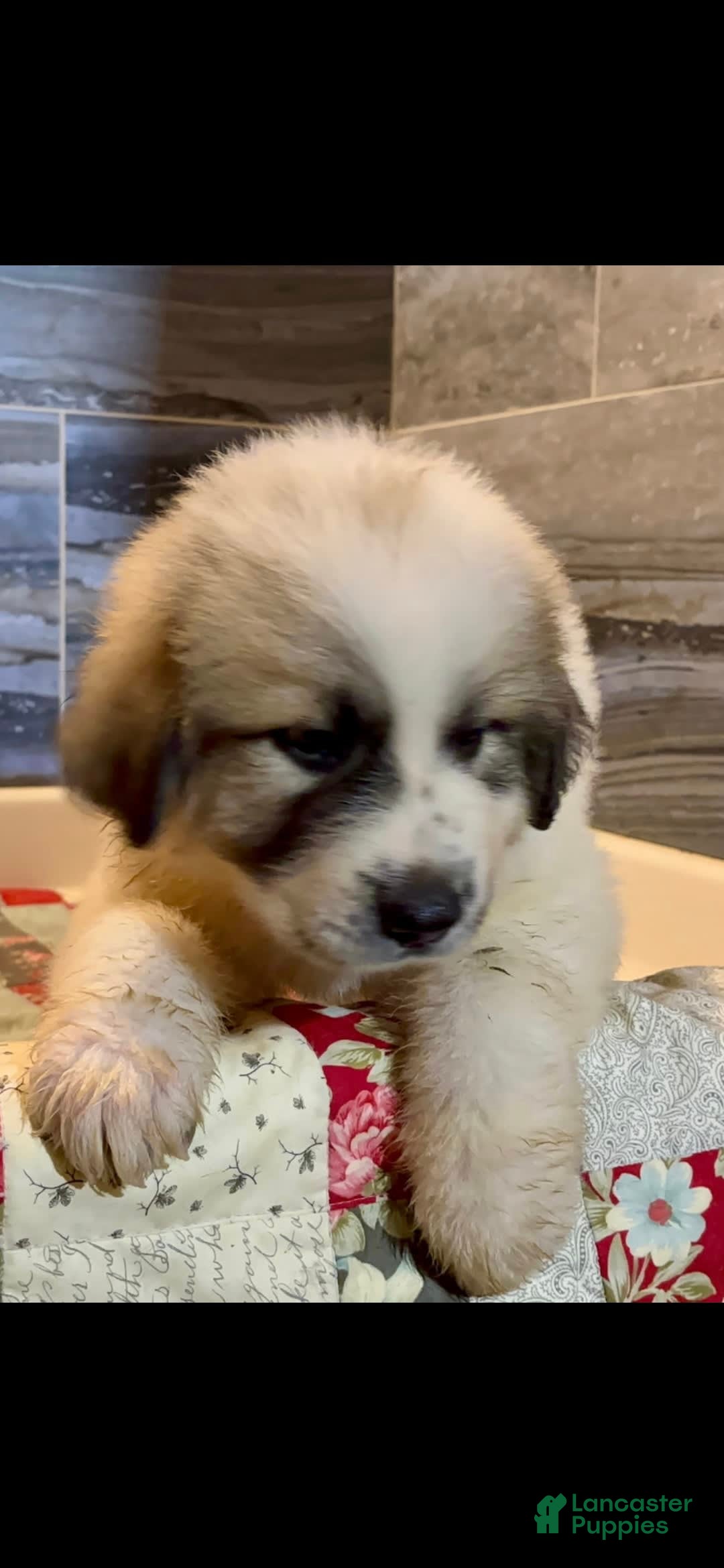 Great Pyrenees dogs for sale: White - Image 6