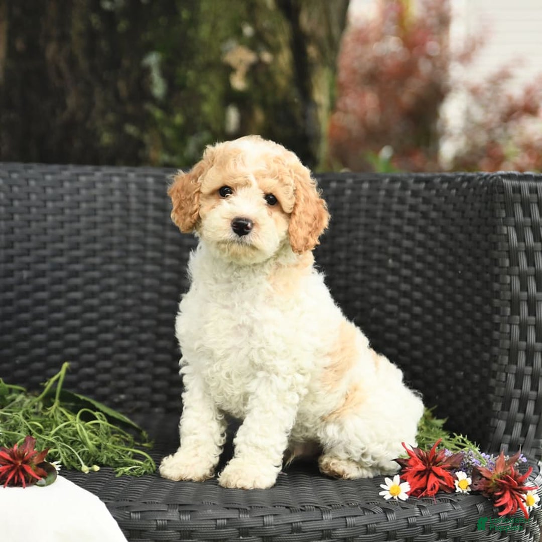 Cockapoo dogs for sale: Justin - Image 3
