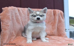 Alaskan Klee Kai dogs for sale: Cinderella - Image 2
