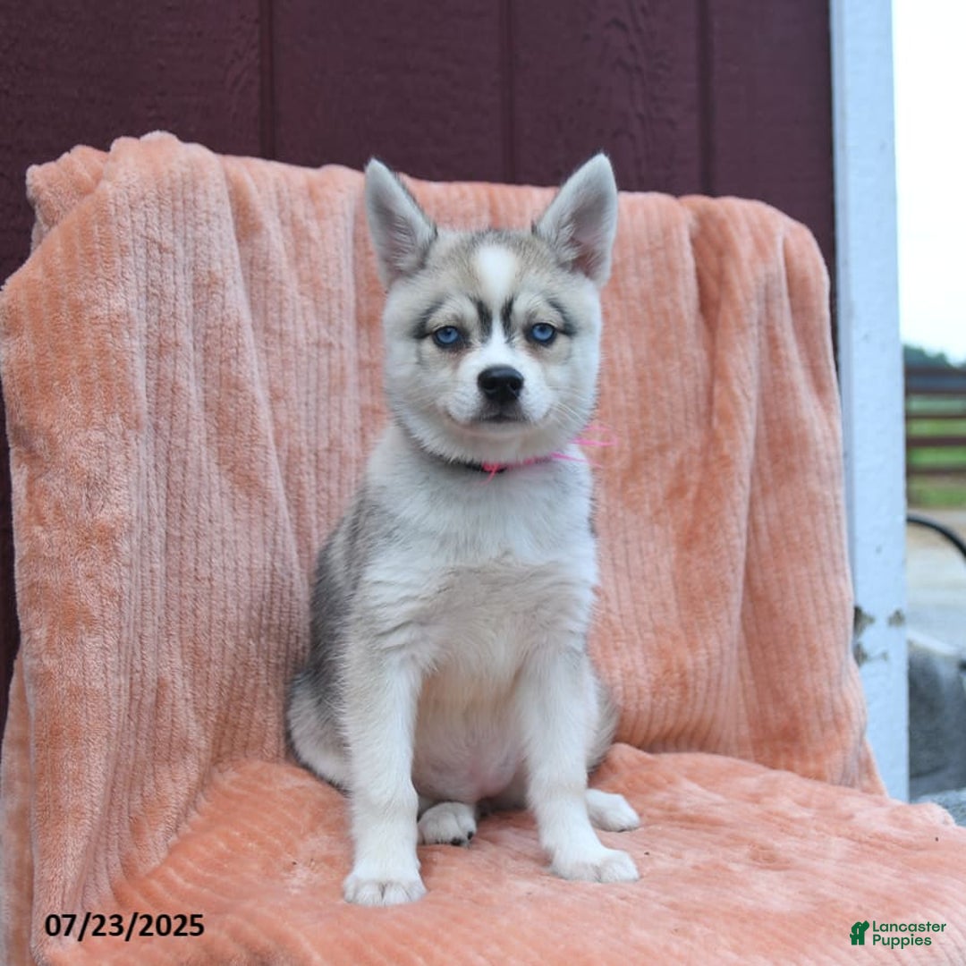 Alaskan Klee Kai dogs for sale: Cinderella - Image 2
