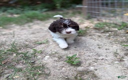 Labradoodle dogs for sale: Puppy 1 - Image 6