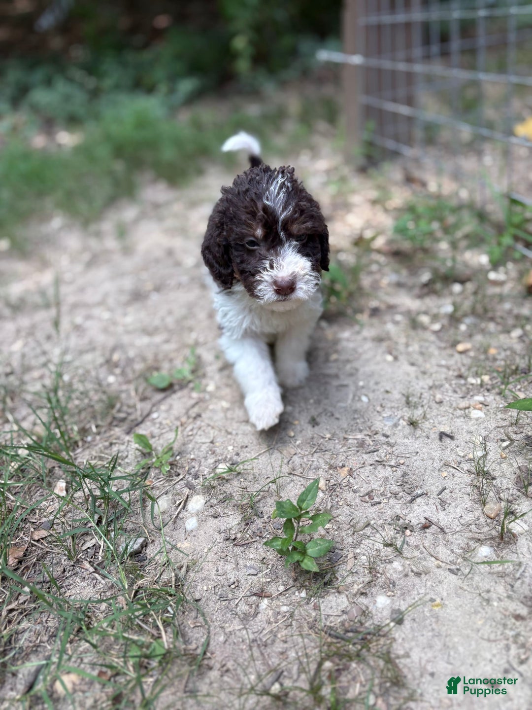 Labradoodle dogs for sale: Puppy 1 - Image 6