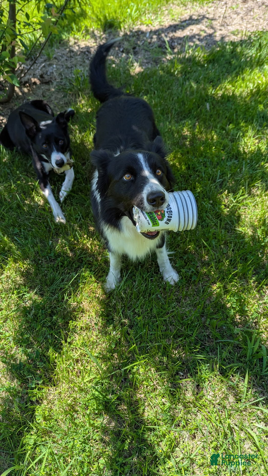 Border Collie dogs for sale: No Stripe - Image 5