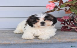 Teddy Bear dogs for sale: Lori - Image 3