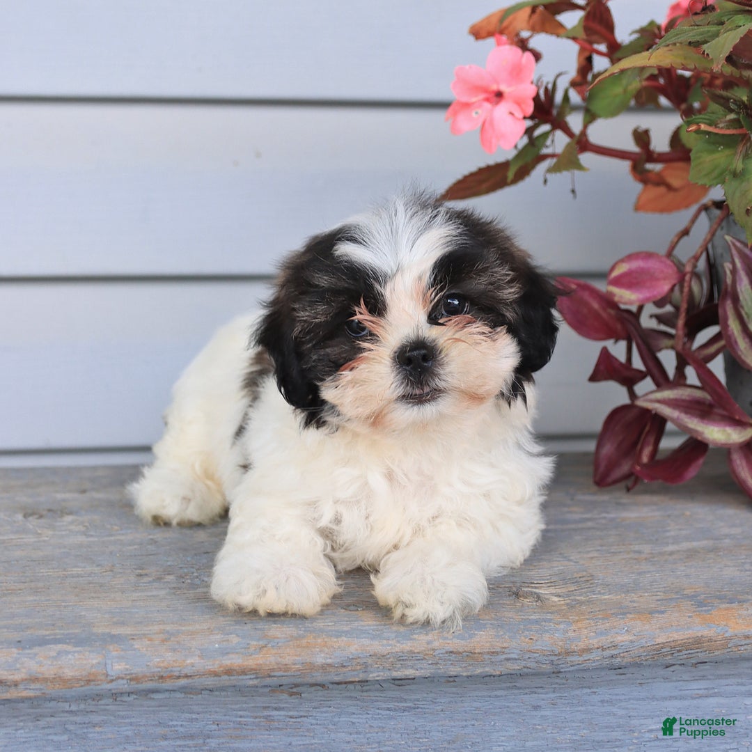 Teddy Bear dogs for sale: Lori - Image 3
