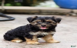 Morkie dogs for sale: Janis - Image 5