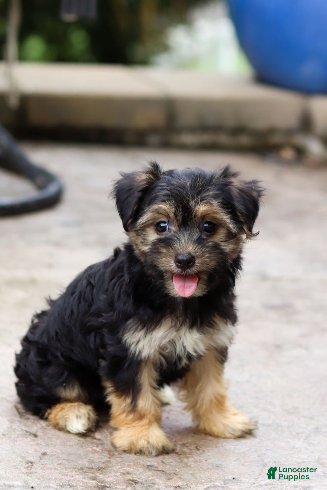 Morkie dogs for sale: Janis - Image 5