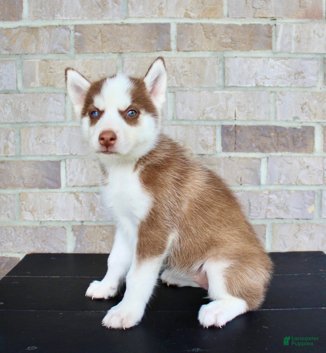 Siberian Husky dogs for sale: Addy - Image 5