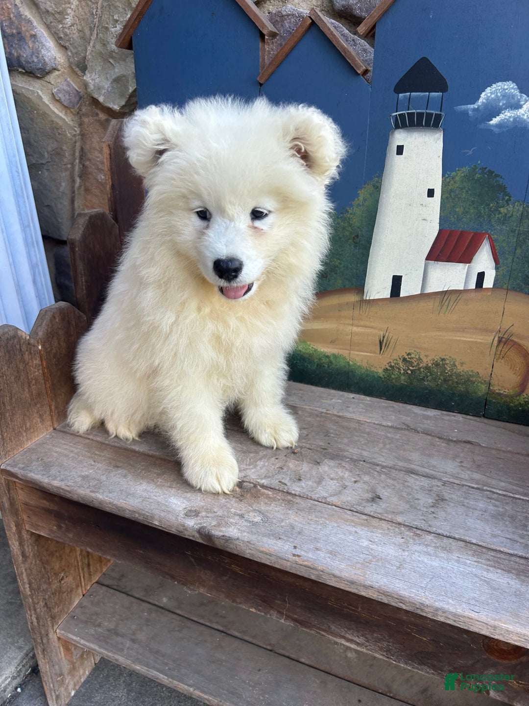 Samoyed dogs for sale: Ruby - Image 1